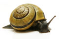 Cepaea nemoralis Czech Republic adult